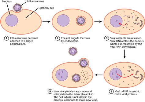 The genetic sequence begins to replicate. During replication, the virus will create copies of its receptors that adhere to the outer cell. The new viruses are released from the host cell, during which they acquire an envelope, which is a modified piece of the host's plasma membrane complete with receptors. A single virus, when hijacking a host ...